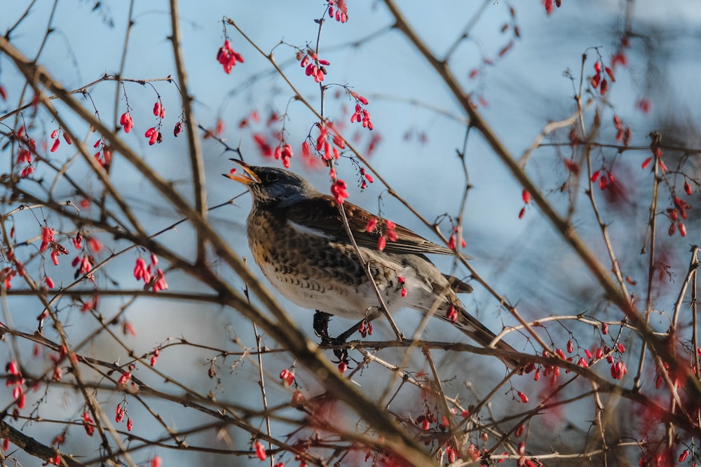 brown bird on brown tree branch during daytime