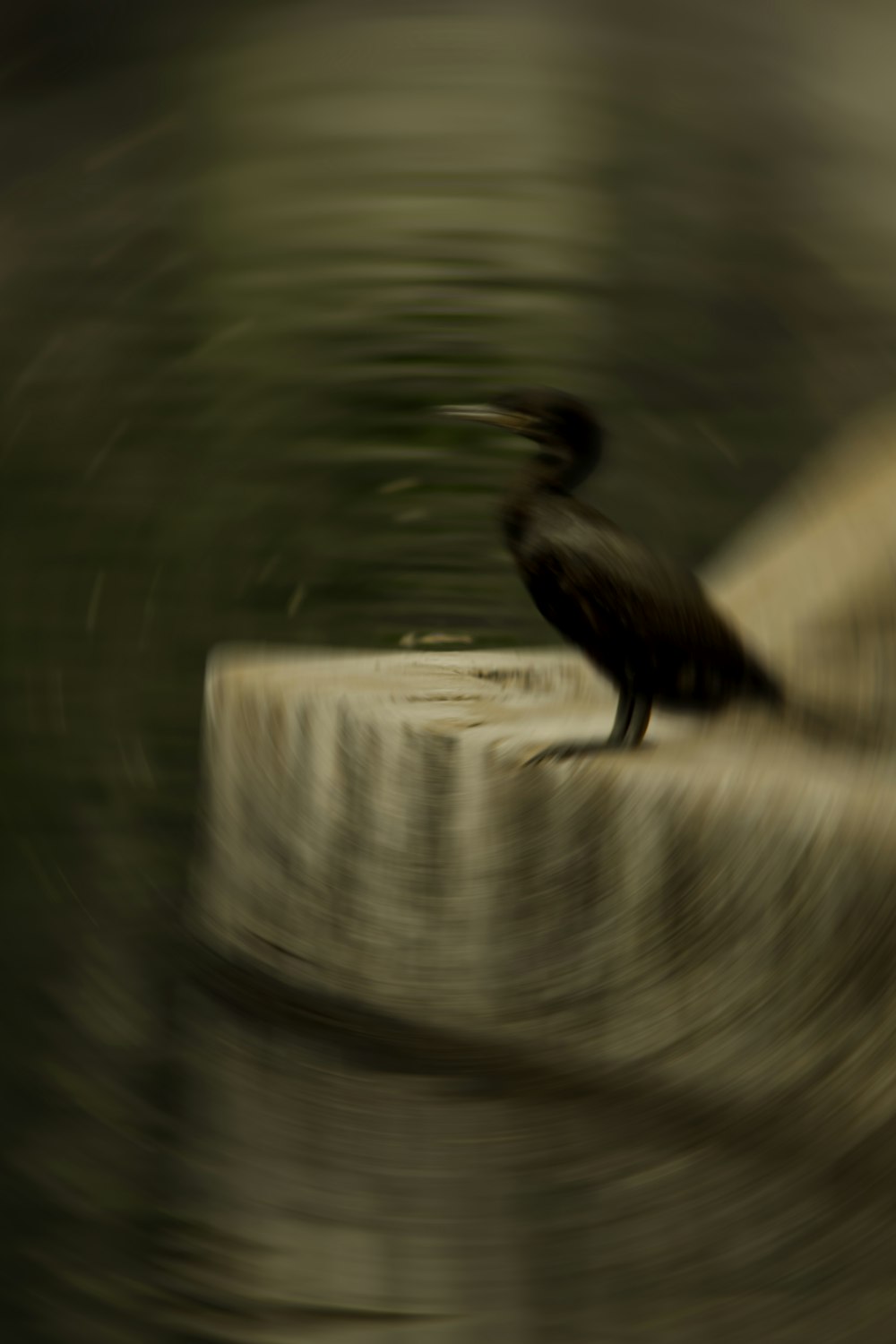 black bird on white concrete post