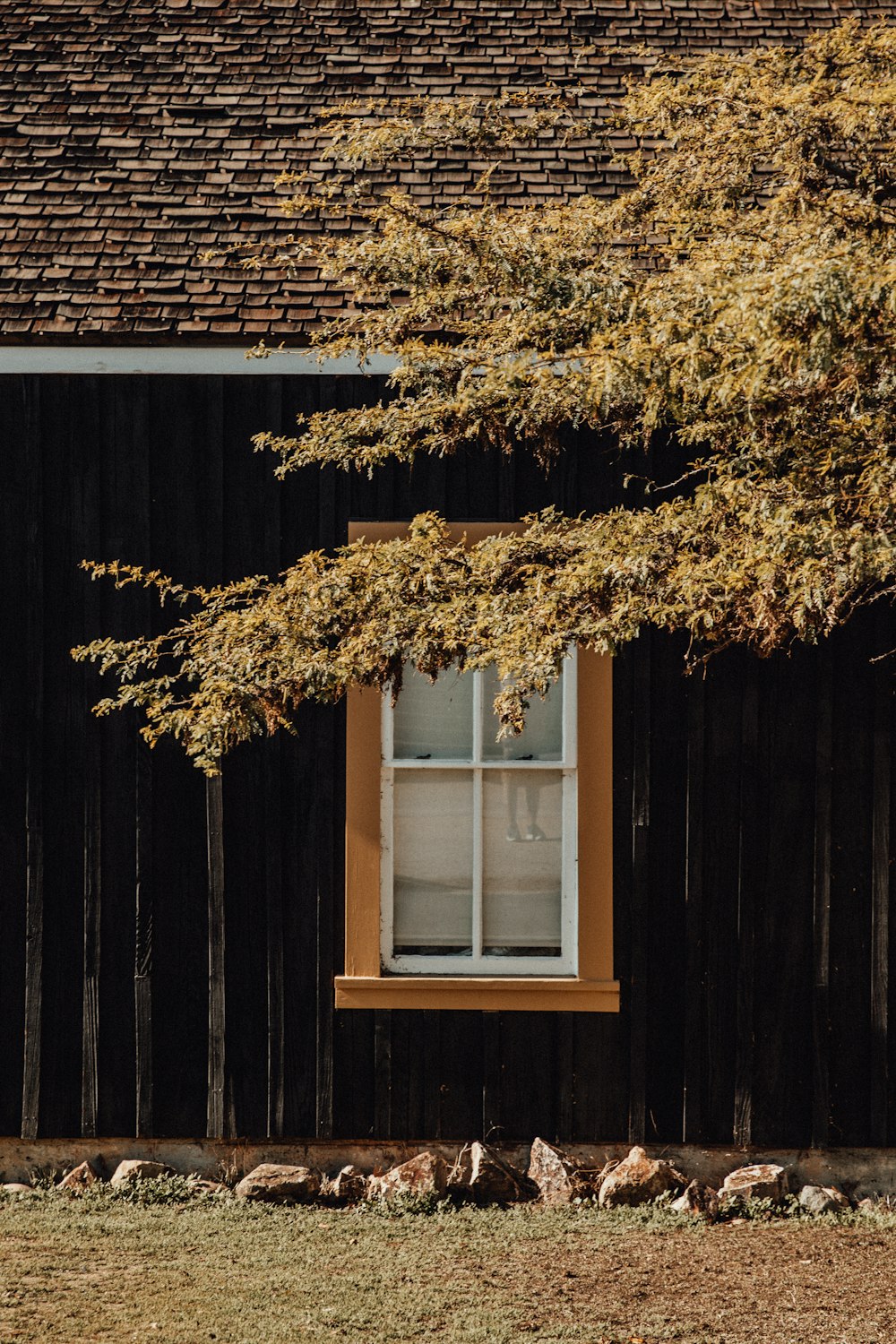 brown tree near white wooden window