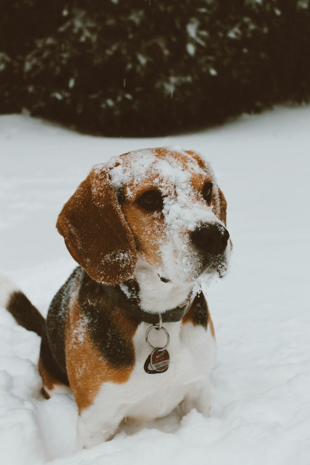 beagle tricolor no solo coberto de neve durante o dia