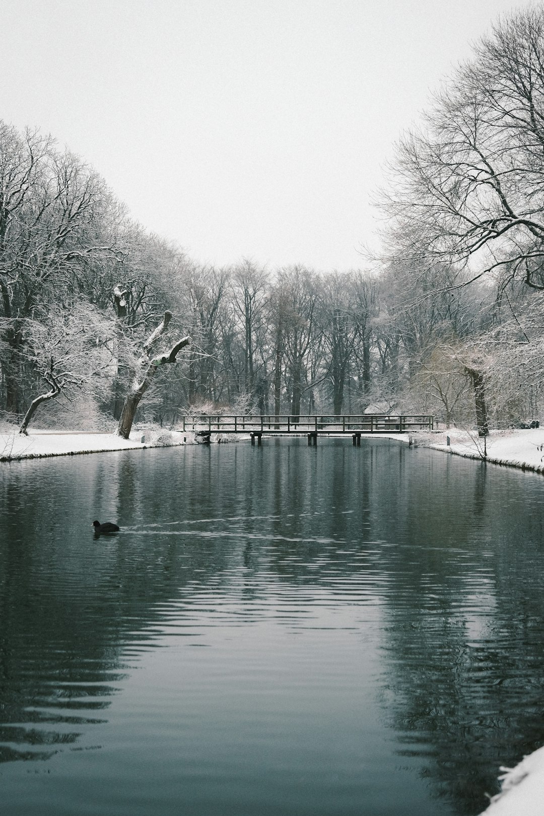 body of water near trees during daytime