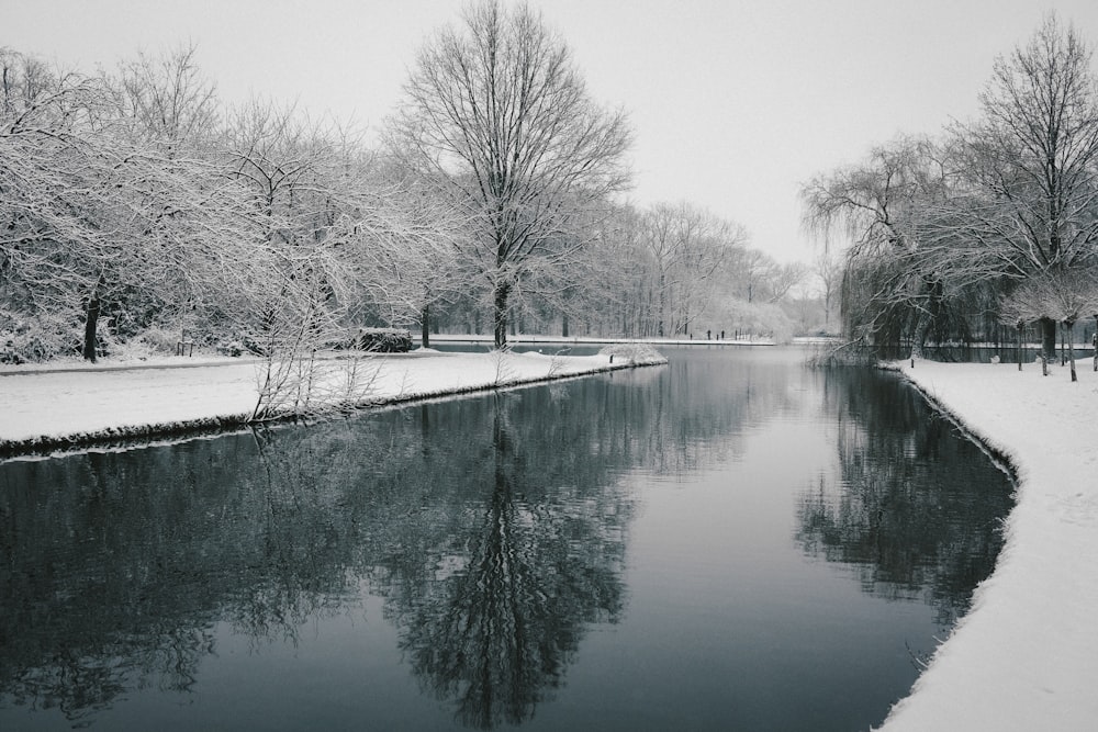 body of water near trees during daytime