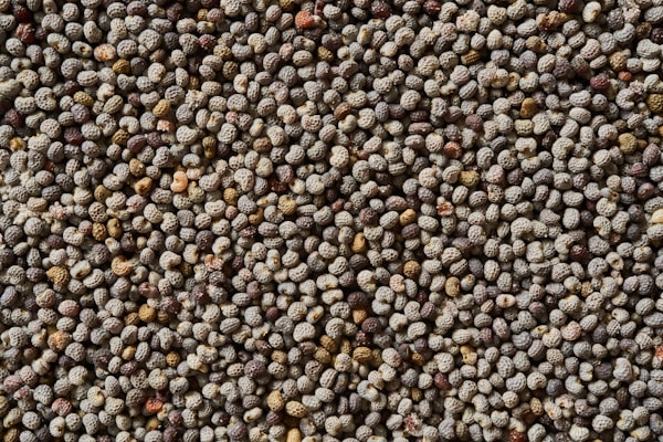 Poppy Seed (Khus Khus)