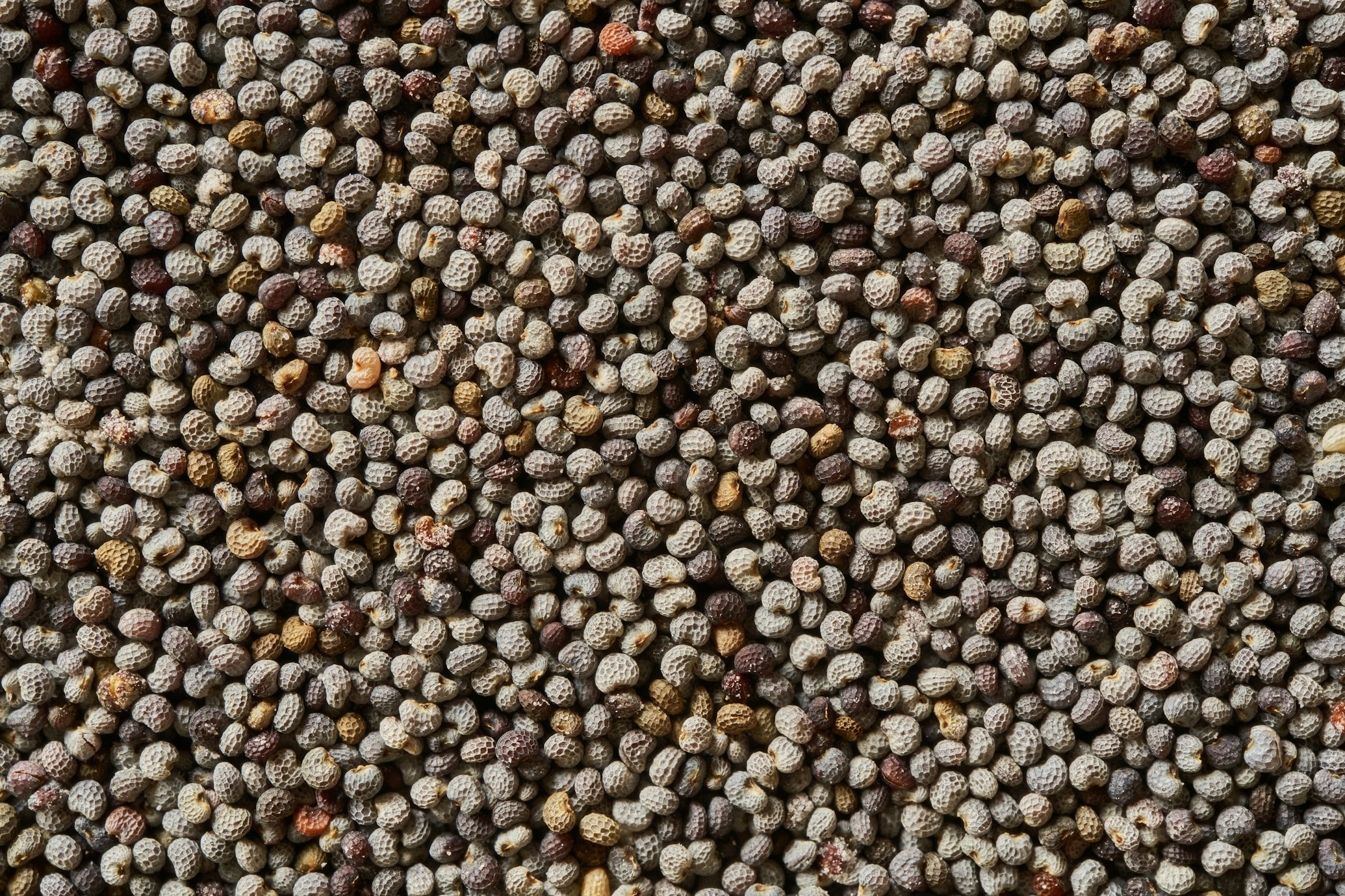 poppy seeds that can alter results of drug tests