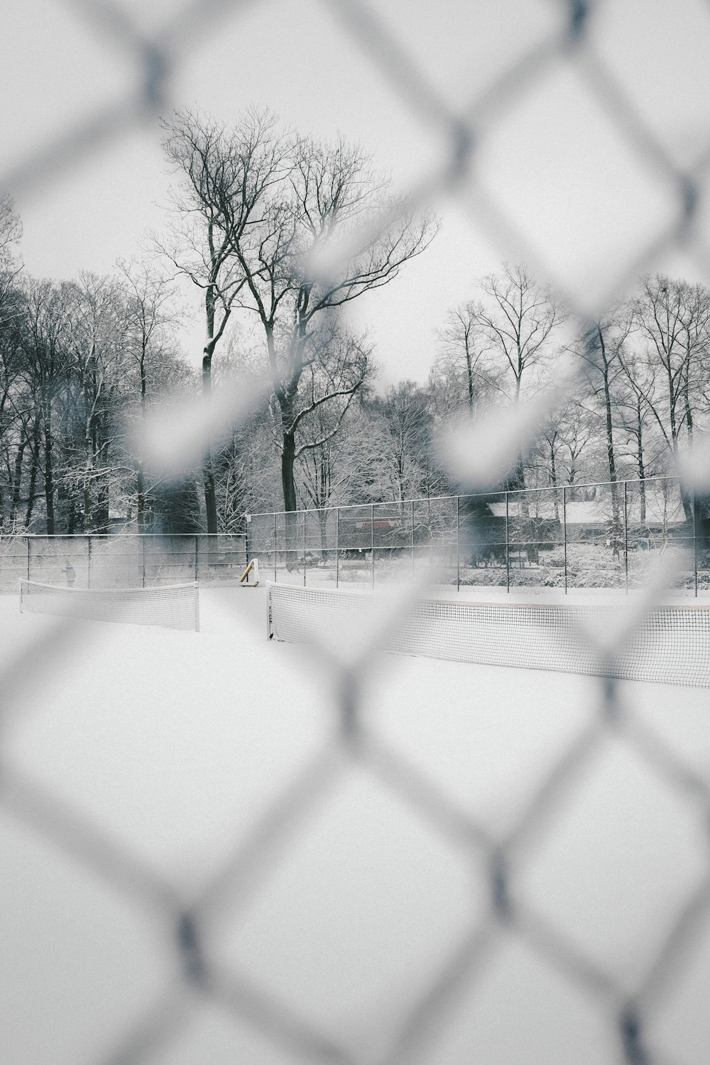 bare trees on snow covered ground during daytime