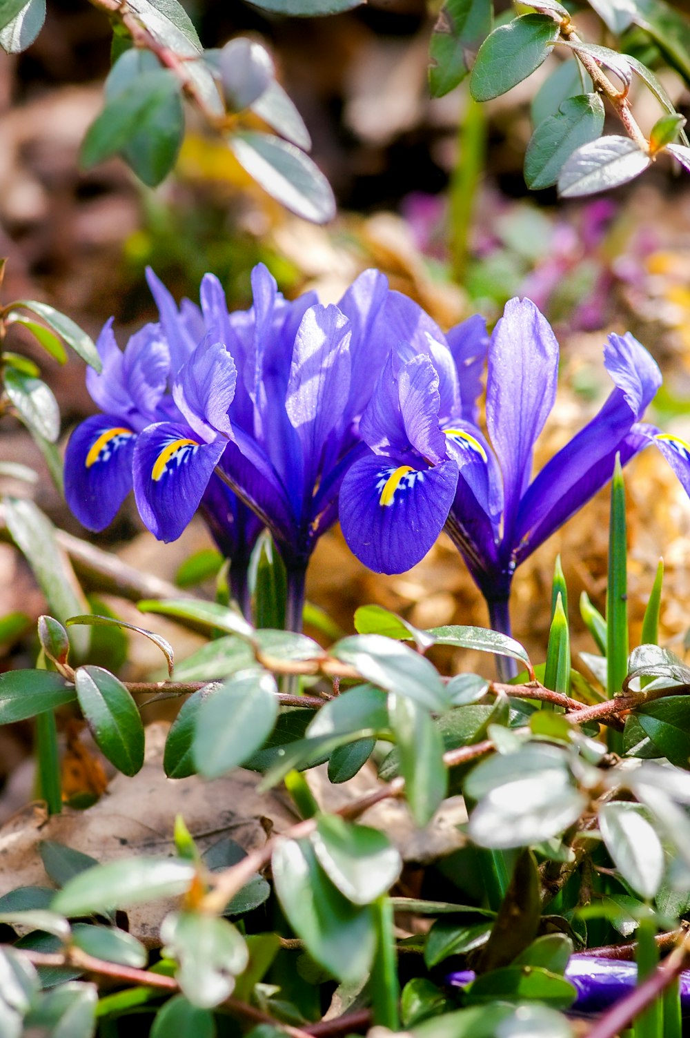 purple crocus flowers in bloom during daytime