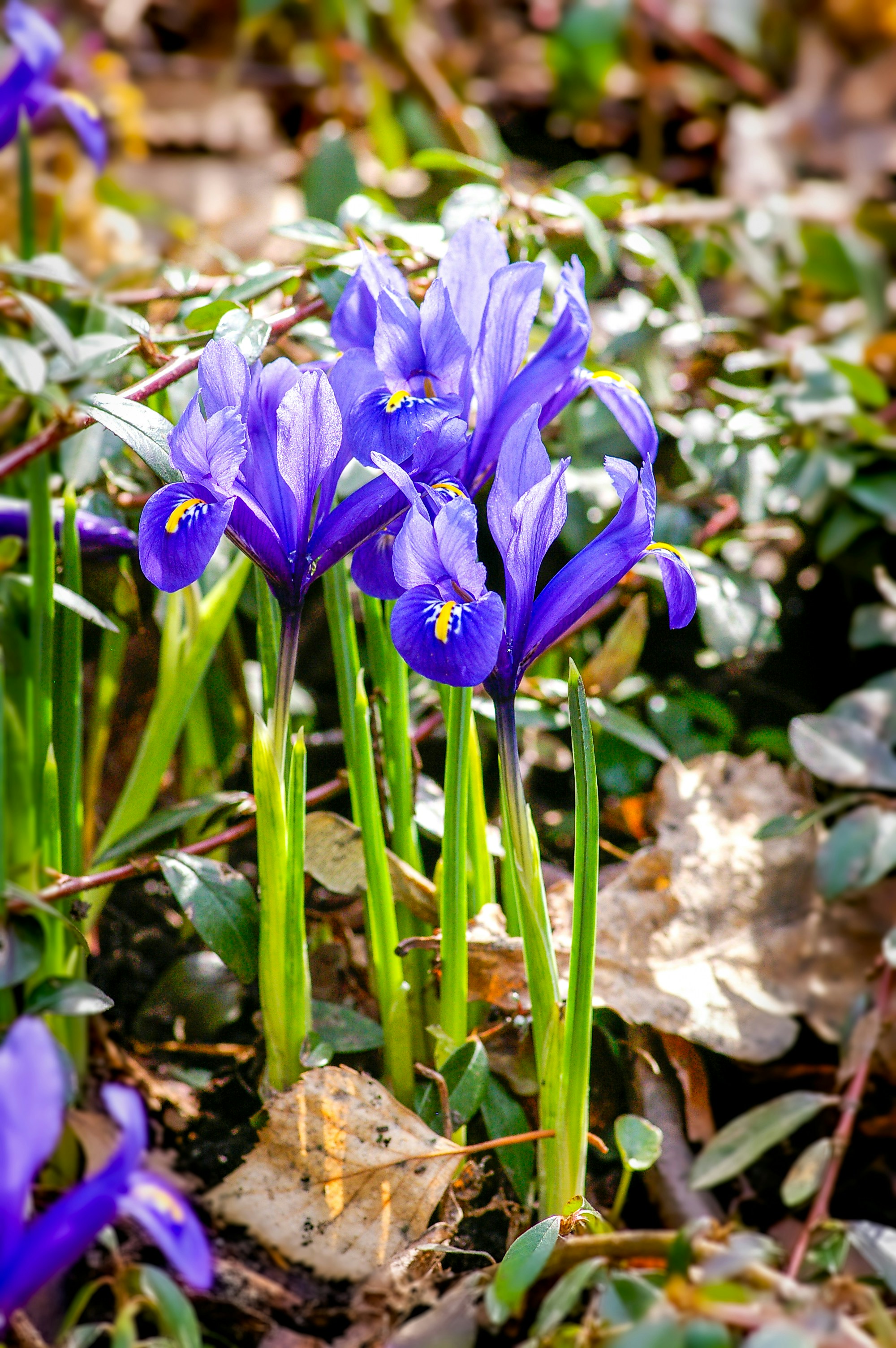 purple crocus flower in bloom during daytime