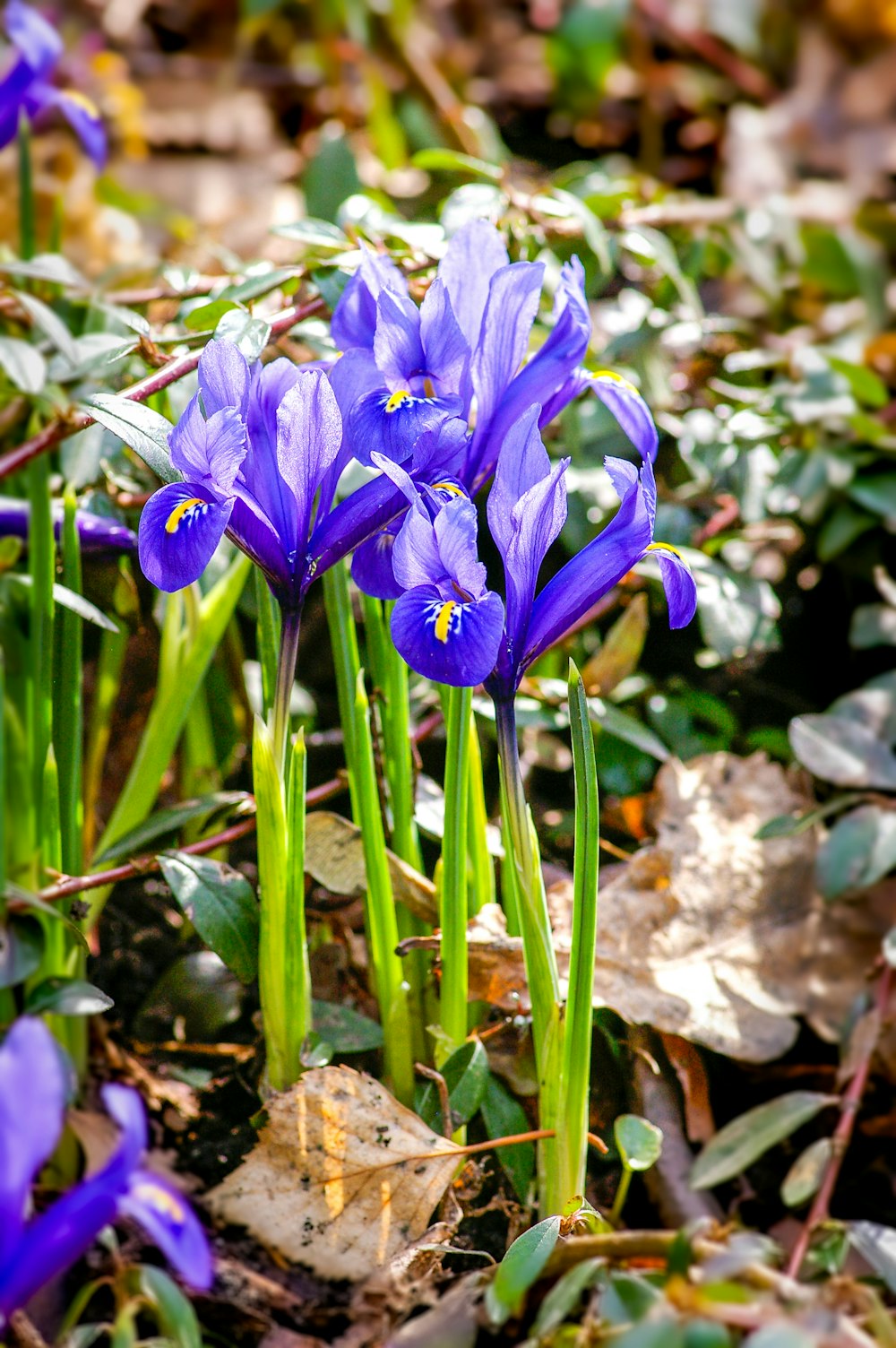 purple crocus flower in bloom during daytime