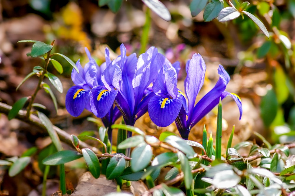 Violette Krokusblüten blühen tagsüber