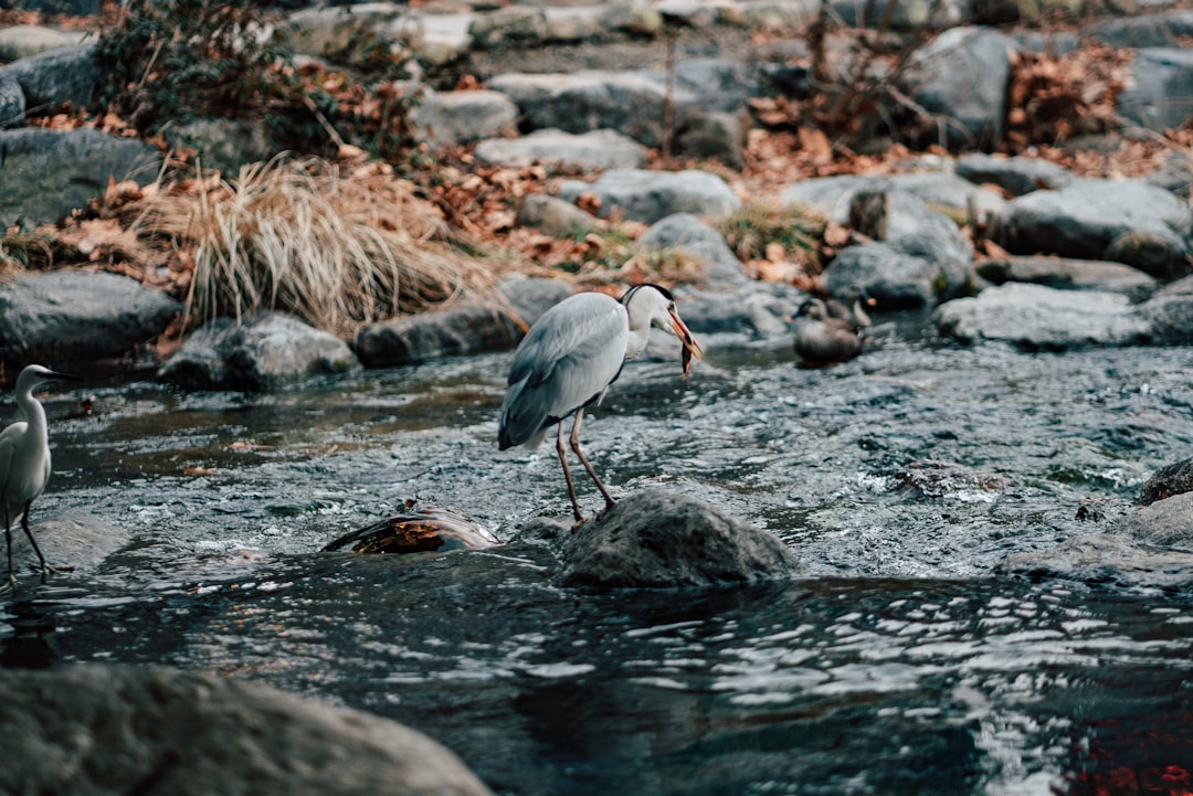 white stork on water during daytime