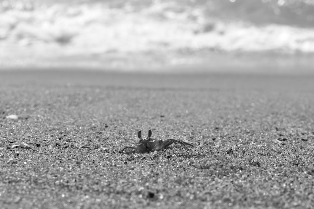 grayscale photo of a person walking on a beach