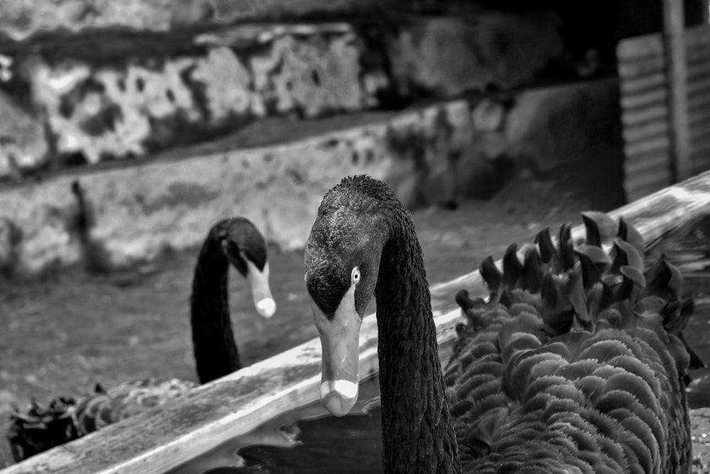 grayscale photo of swan on wooden fence