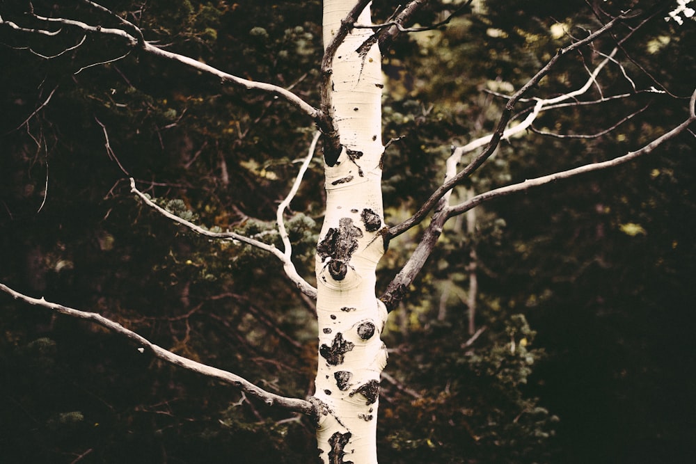 white and brown tree branch