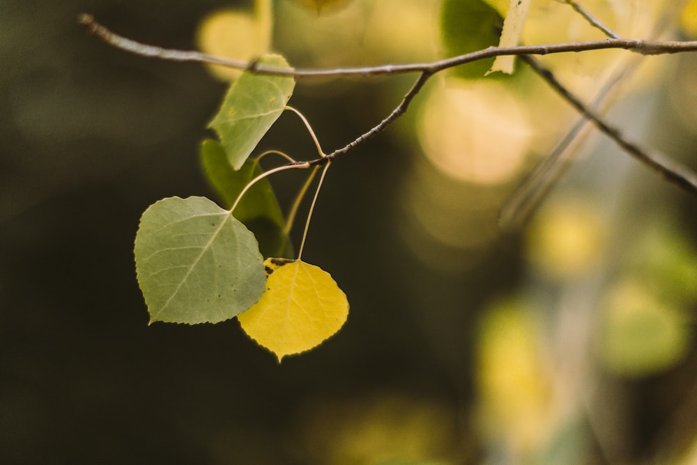 green leaves in tilt shift lens