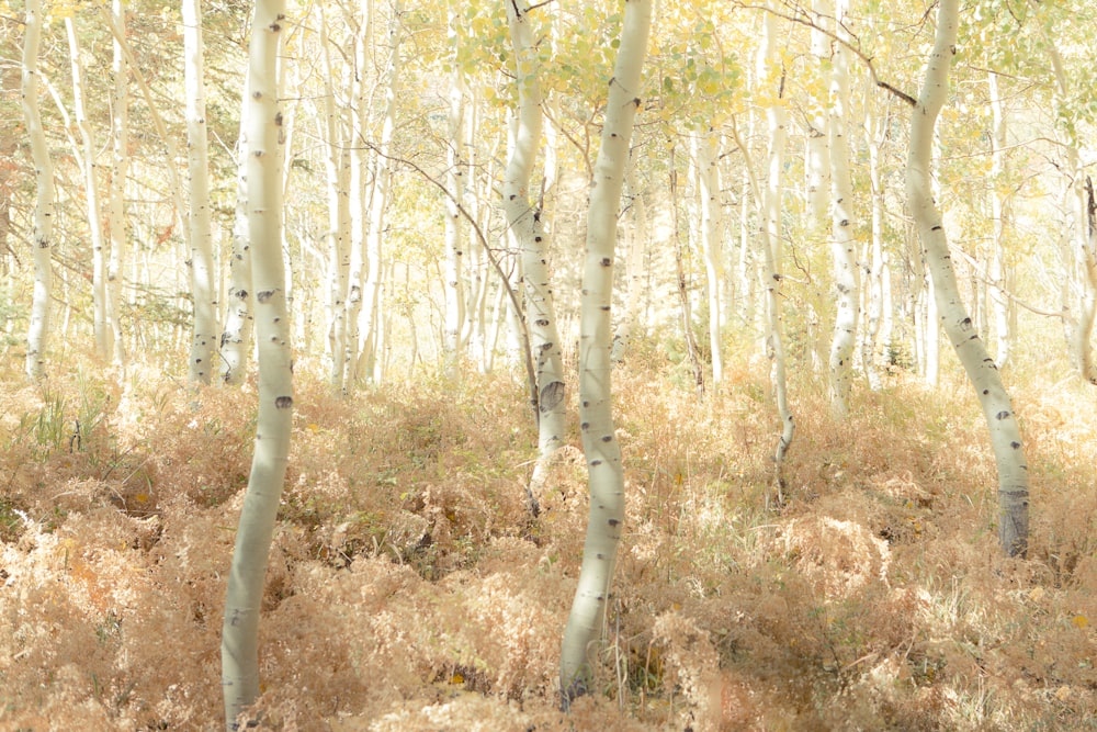 brown trees on brown field during daytime