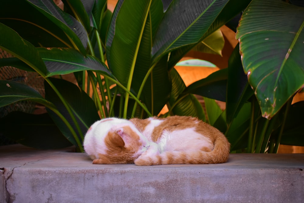 orange and white cat lying on gray concrete surface