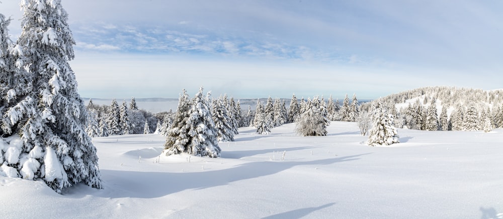 snow covered trees and field during daytime