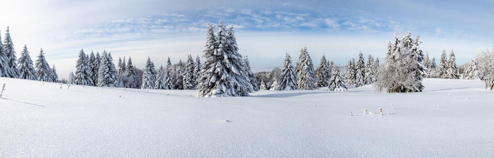 green pine trees covered with snow during daytime