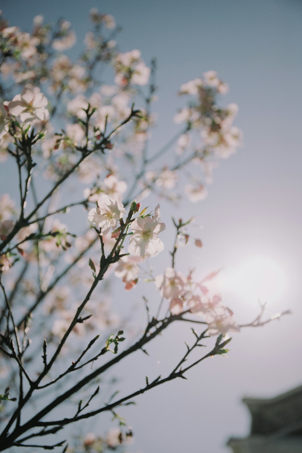 white cherry blossom in bloom during daytime