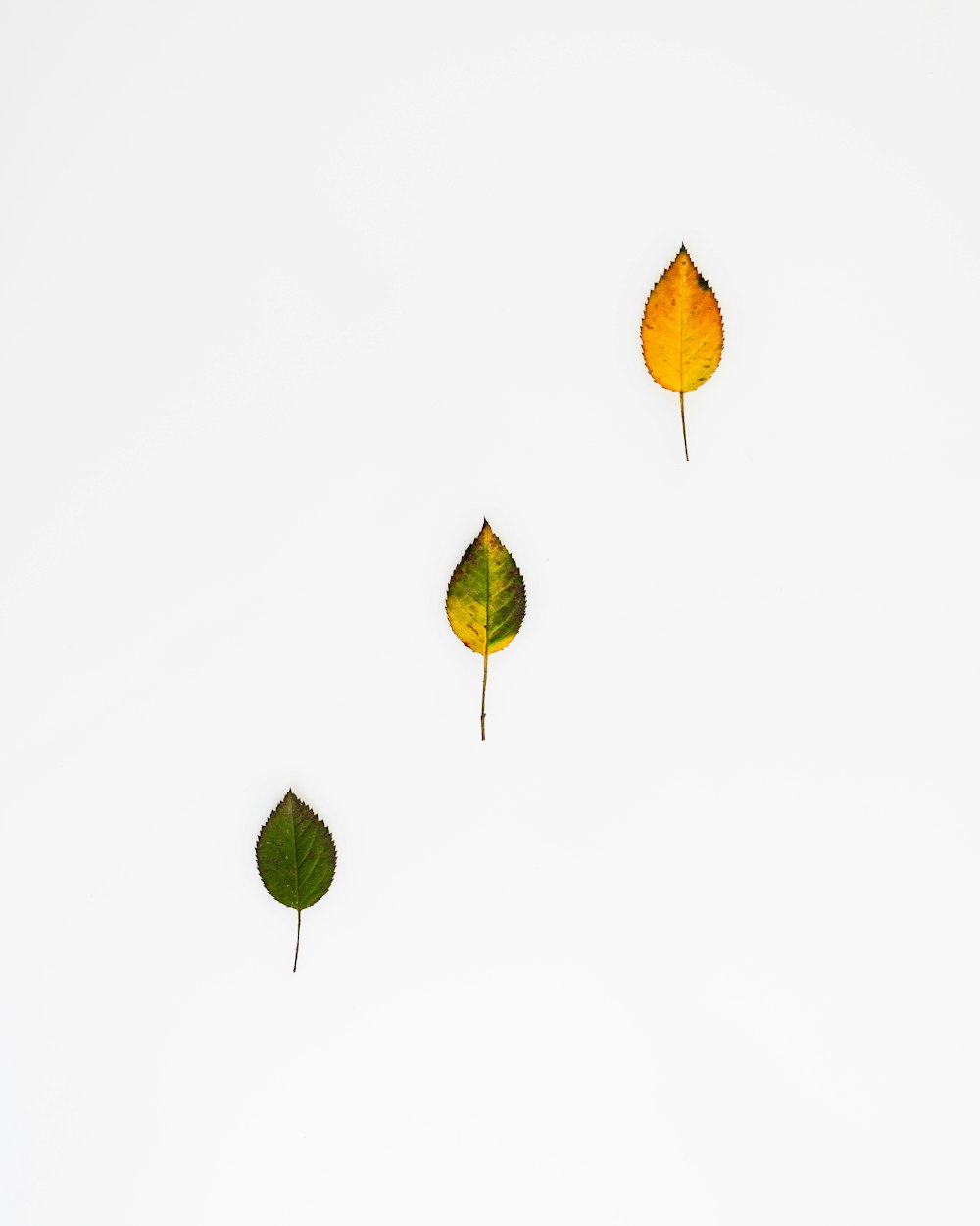 yellow and green leaf on white background