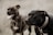 Close-up of attentive dogs sitting calmly during a training session outdoors.