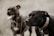 Close-up of attentive dogs sitting calmly during a training session outdoors.