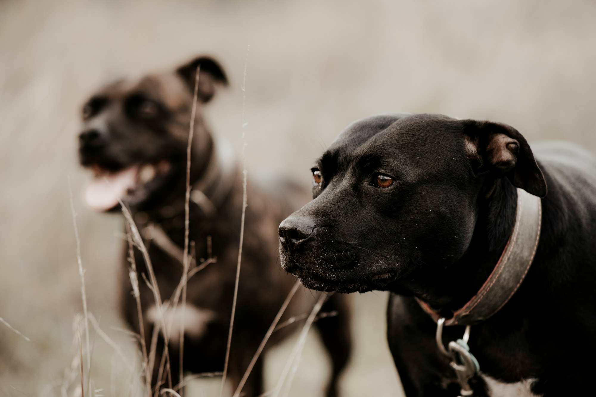black short coat medium Staffordshire Bull Terrier dog
