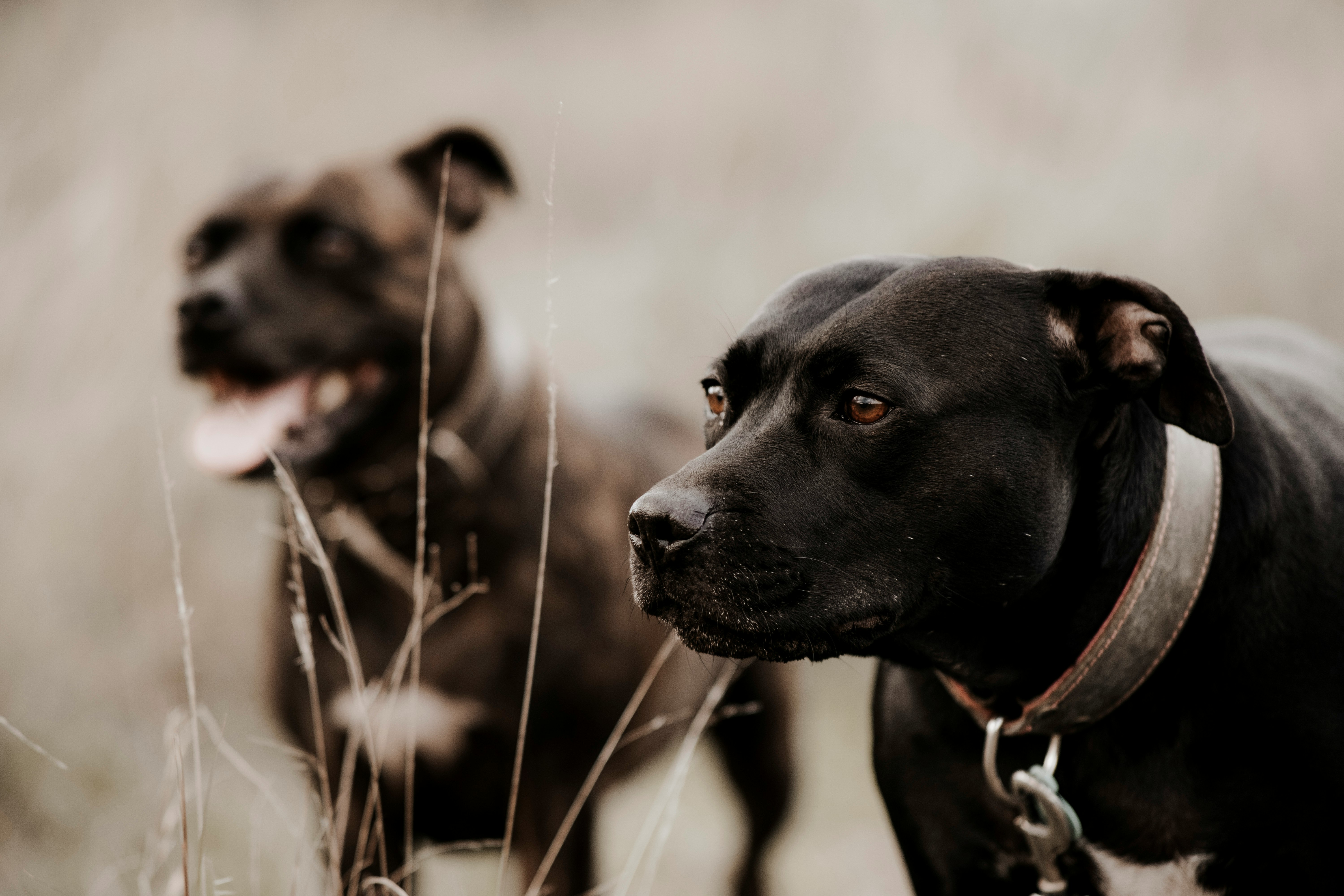 black short coat medium dog