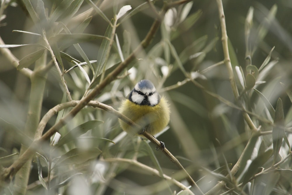 yellow and blue bird on brown tree branch