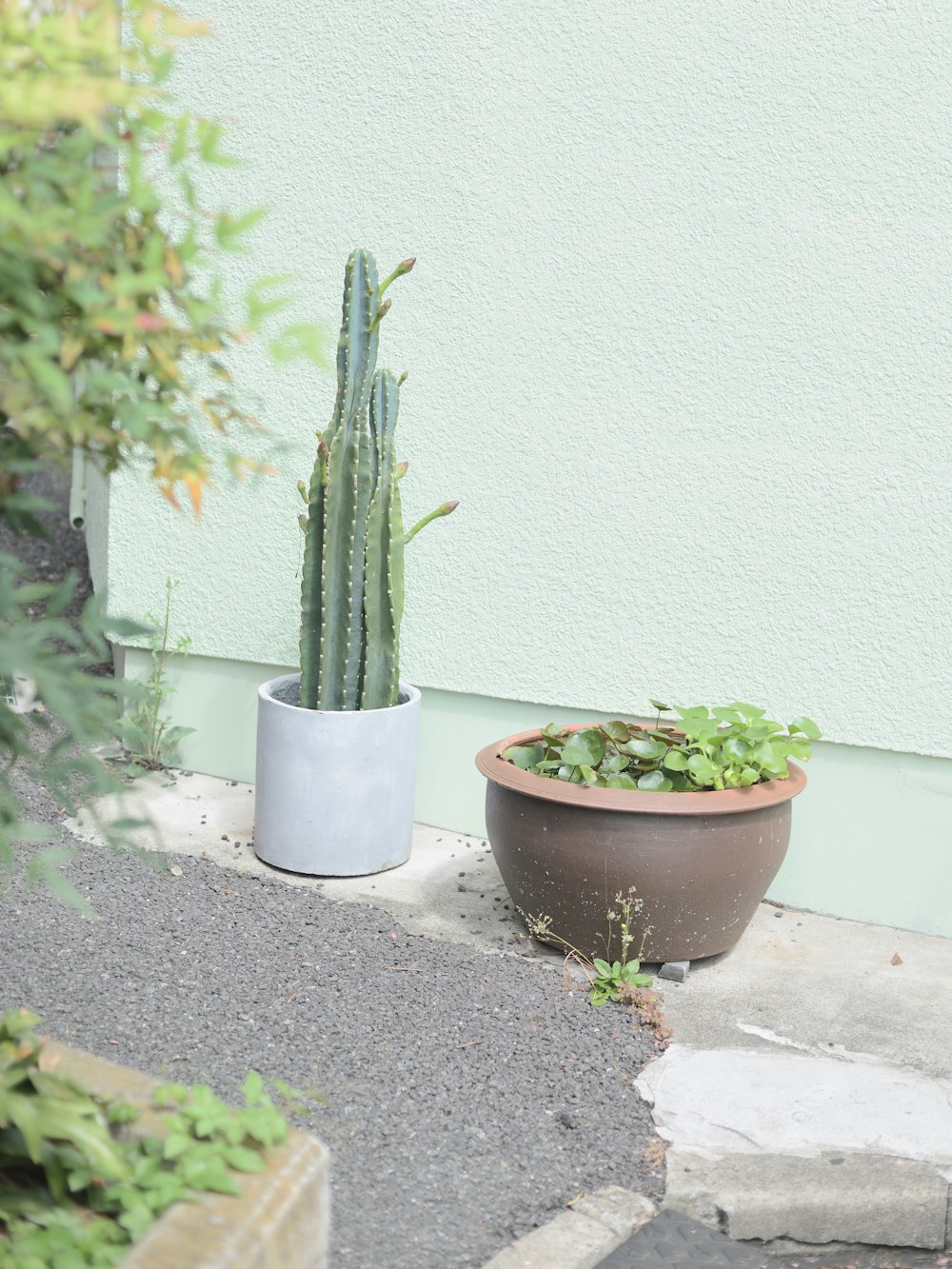 green plant on brown clay pot