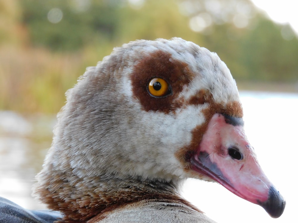 brown and white duck head