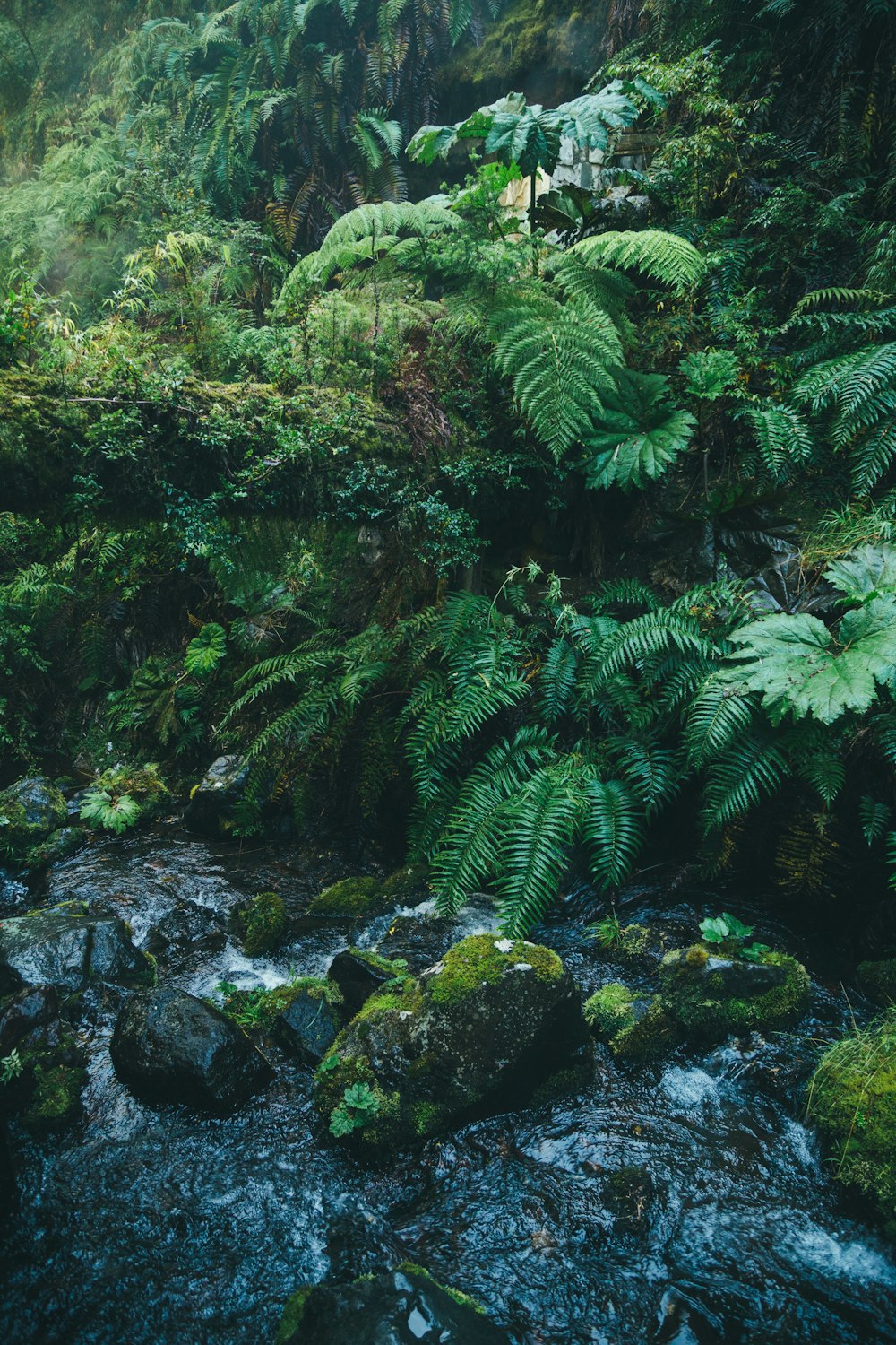 green moss on rocks near river