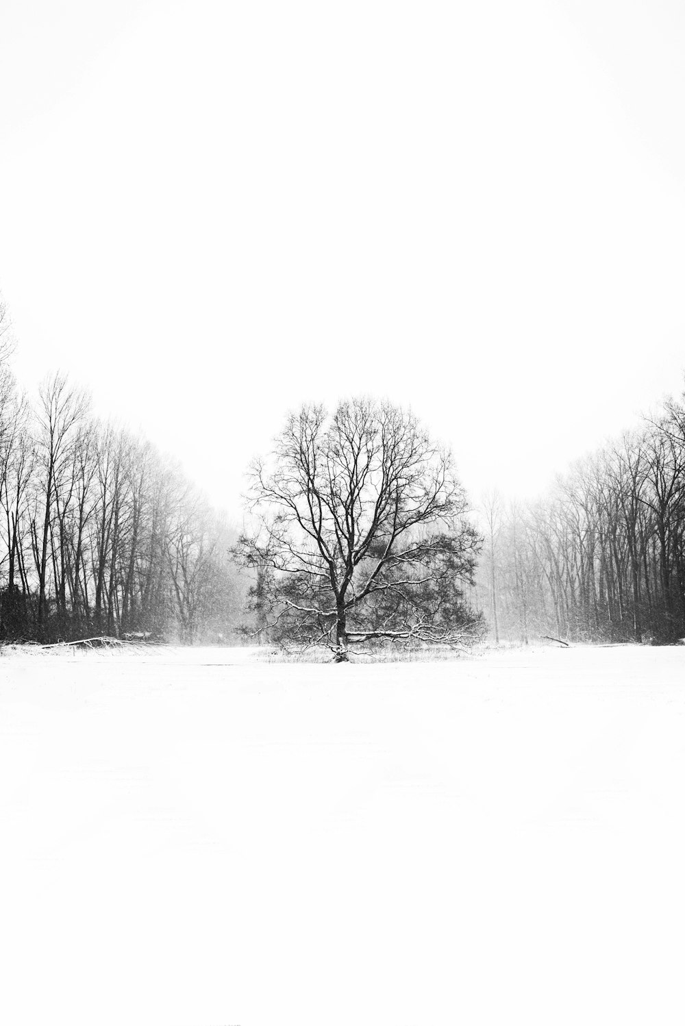 grayscale photo of trees and grass