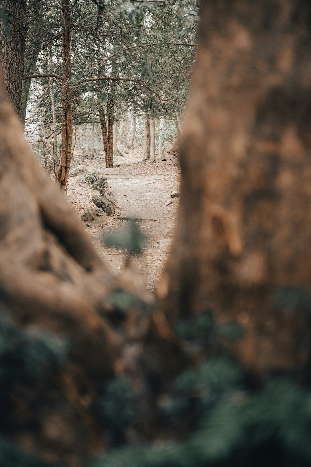 brown tree trunk during daytime