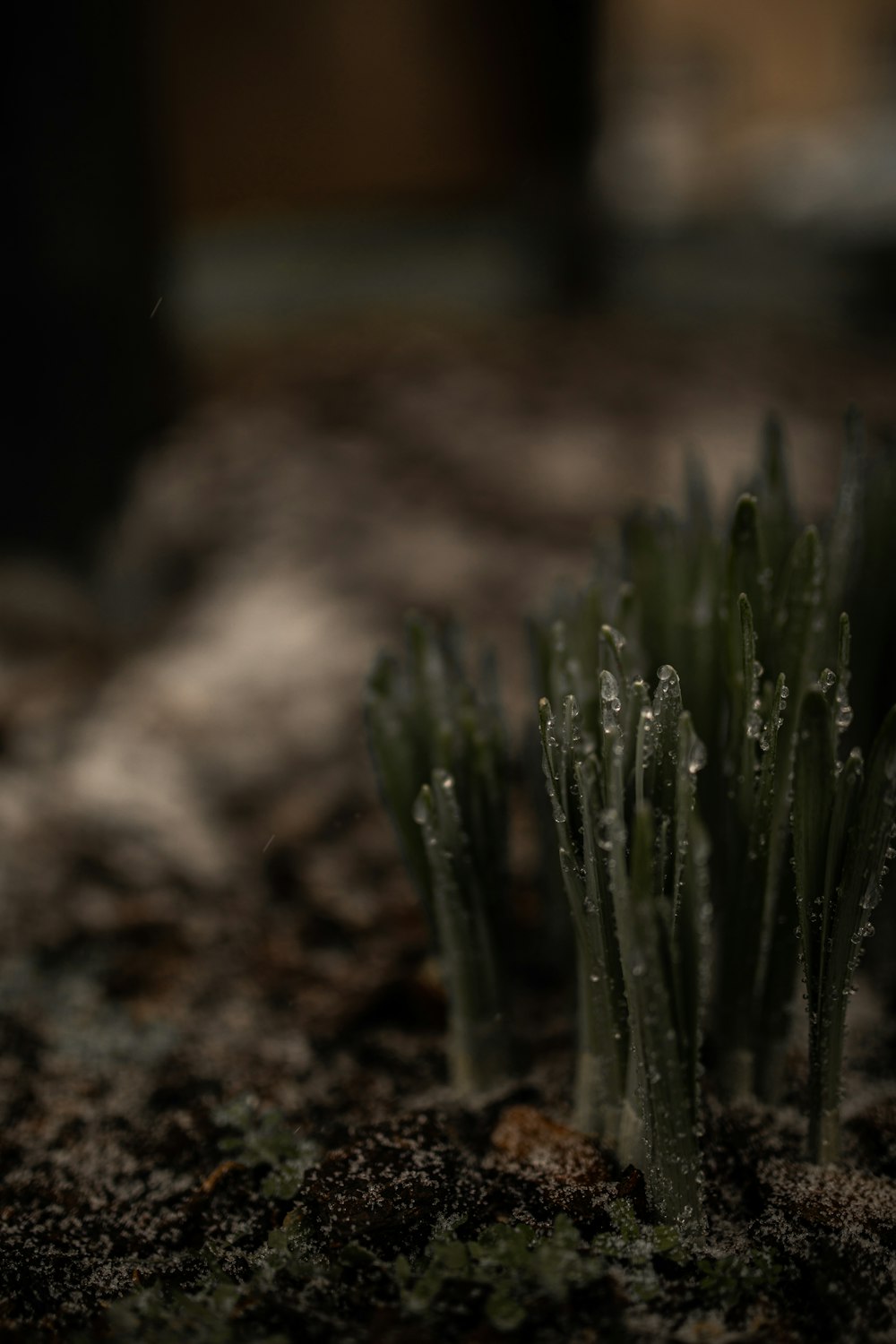 green plant on brown soil