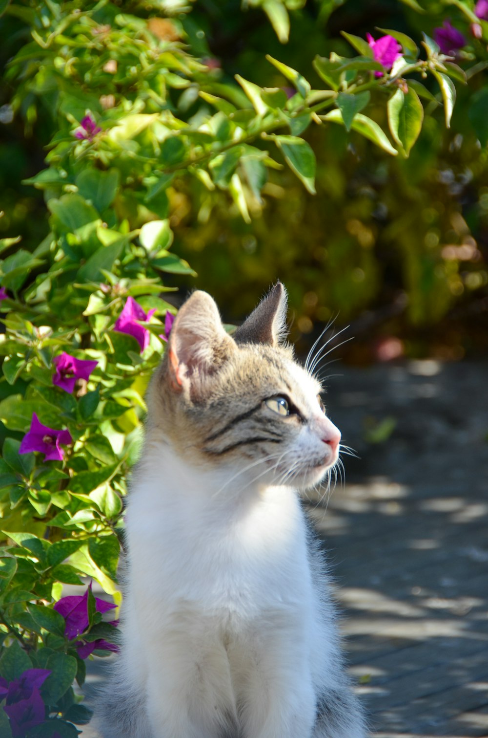 white and brown cat near purple flowers