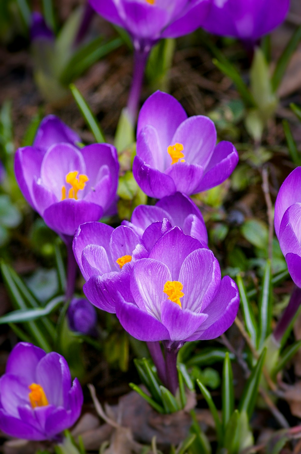 Violette Krokusblüten blühen tagsüber