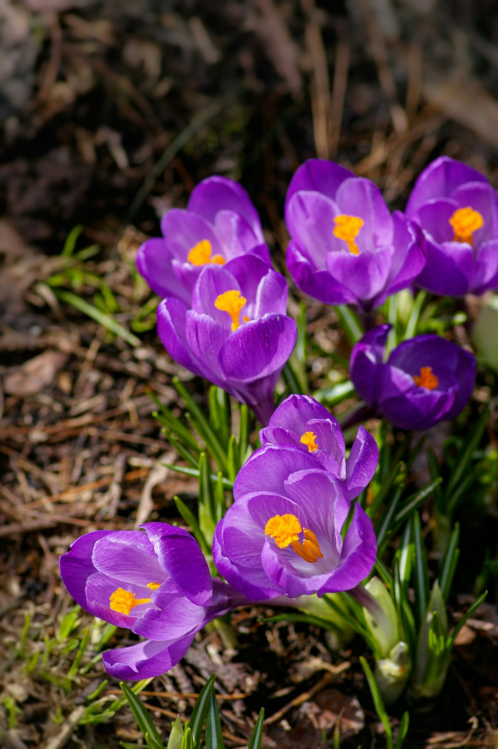 purple crocus flowers in bloom during daytime