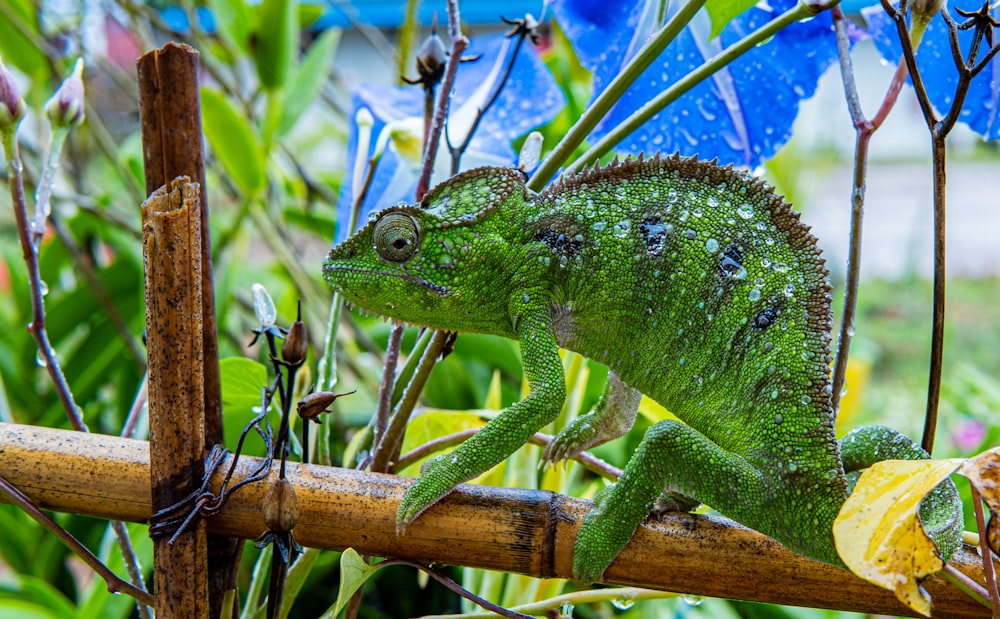 green chameleon on brown tree branch