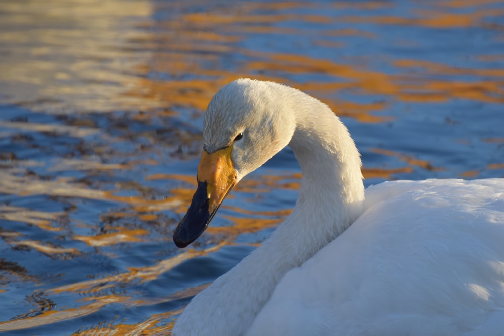 white swan on water during daytime