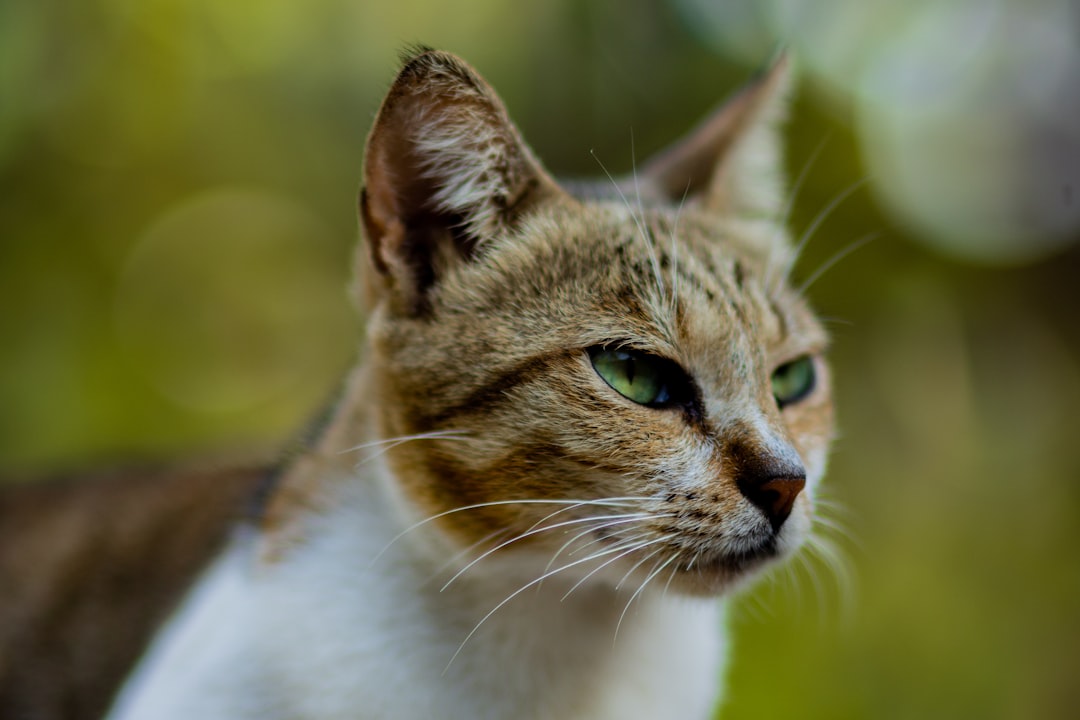 brown and white tabby cat