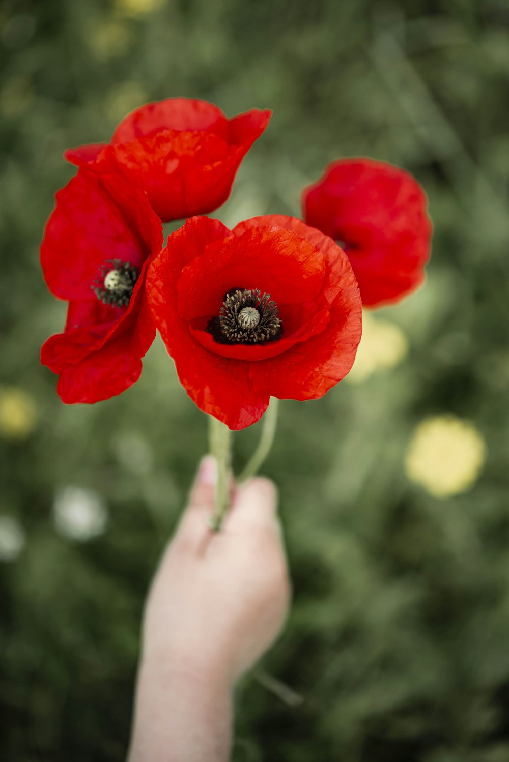 personne tenant une fleur rouge pendant la journée