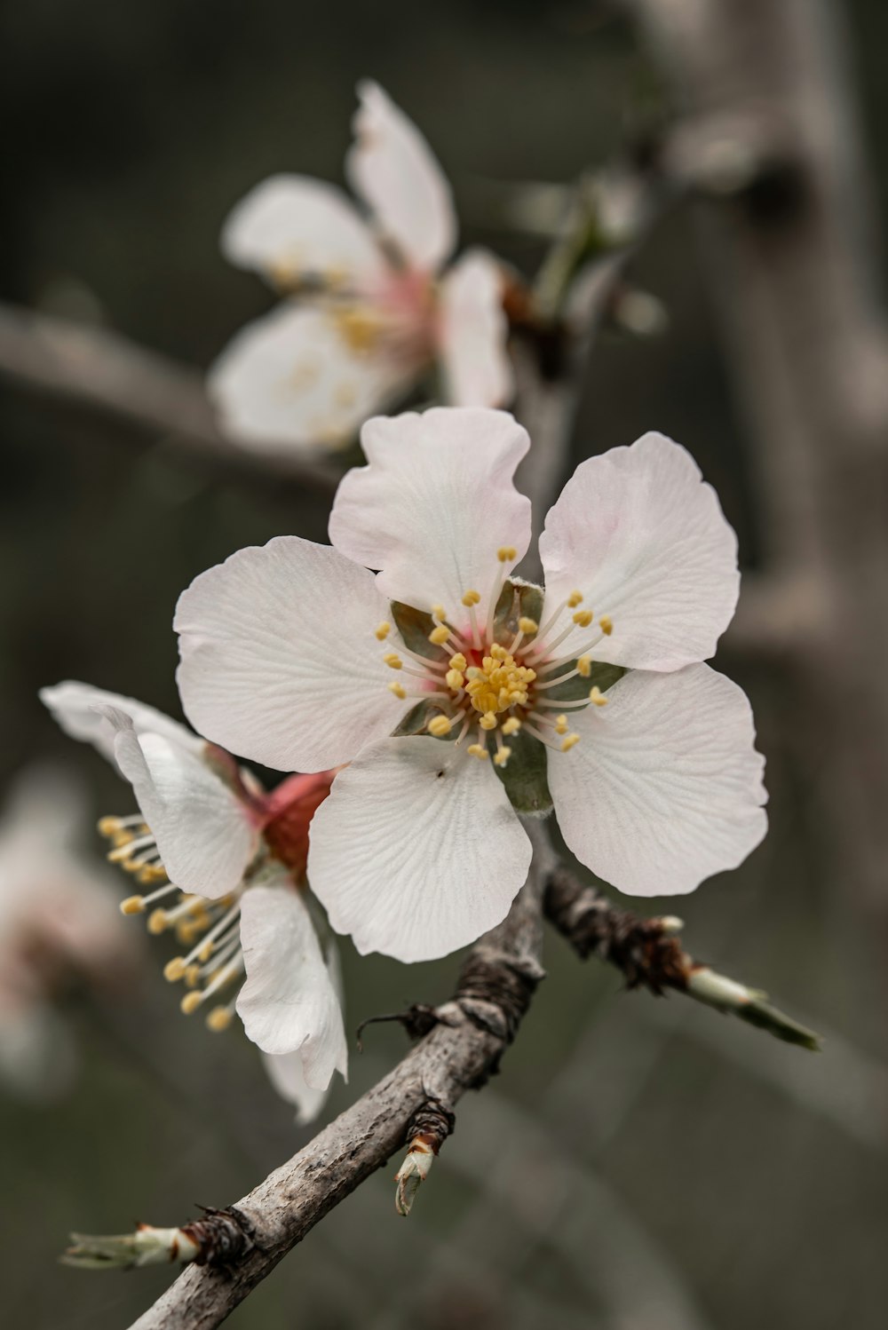 white cherry blossom in close up photography