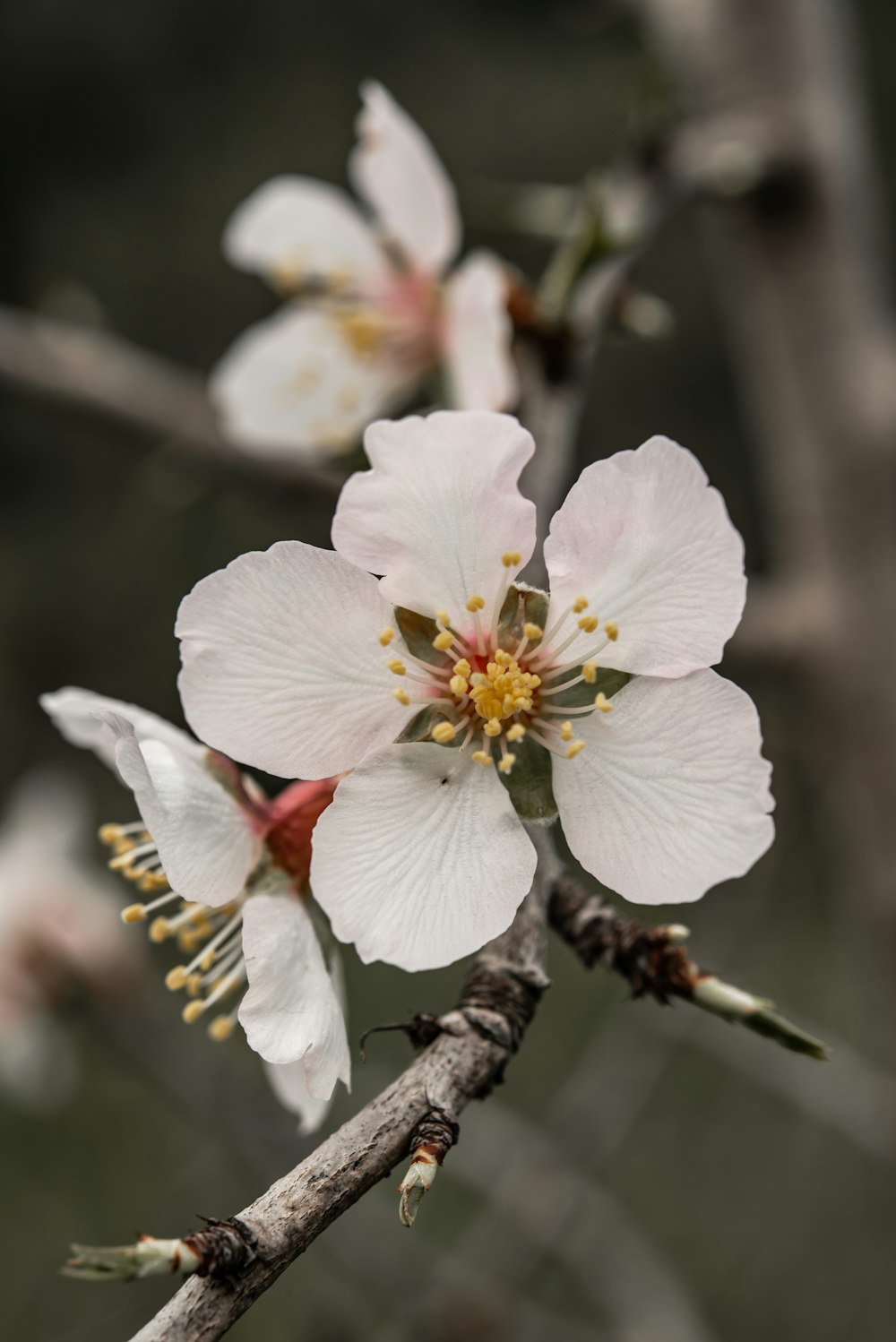 Foto flor de cerezo blanco en fotografía de cerca – Imagen Almendra gratis  en Unsplash