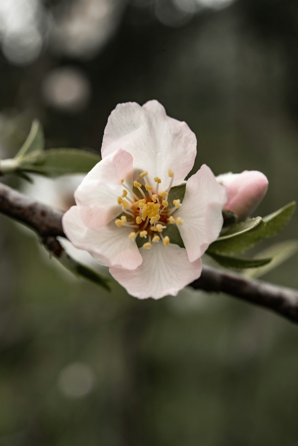 white flower on brown stem