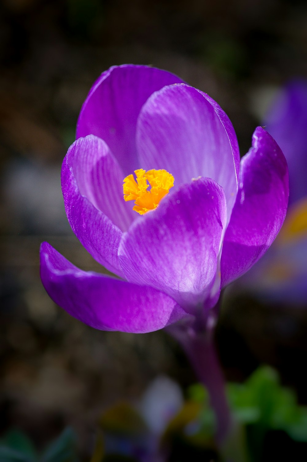 昼間に咲く紫色のクロッカス