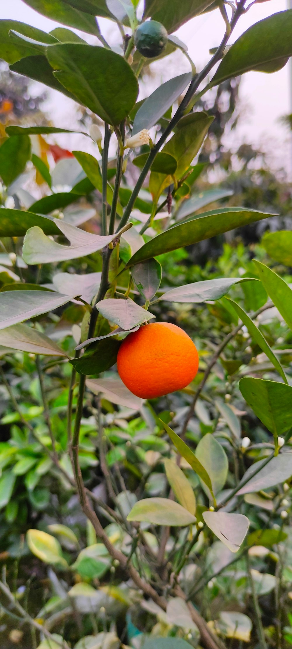 orange fruit on green leaves