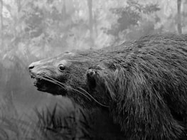 A monochromatic side profile of a bear-like animal with a shaggy coat, shown in a natural setting. The background is blurred with foliage, creating a sense of depth and habitat.