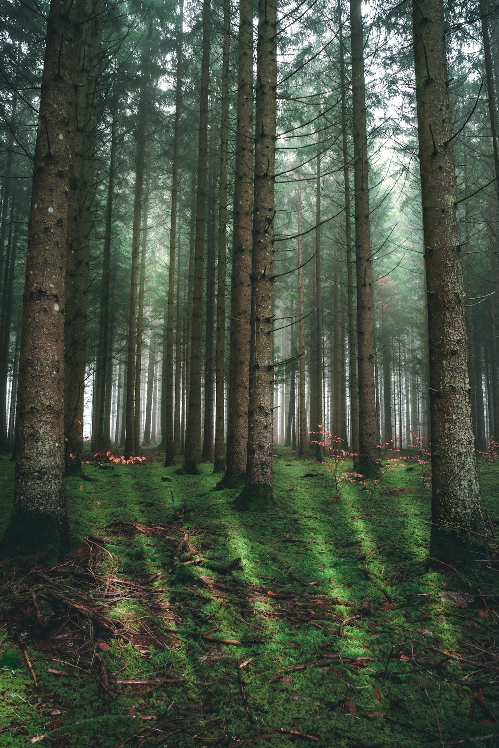 brown trees on green grass field during daytime