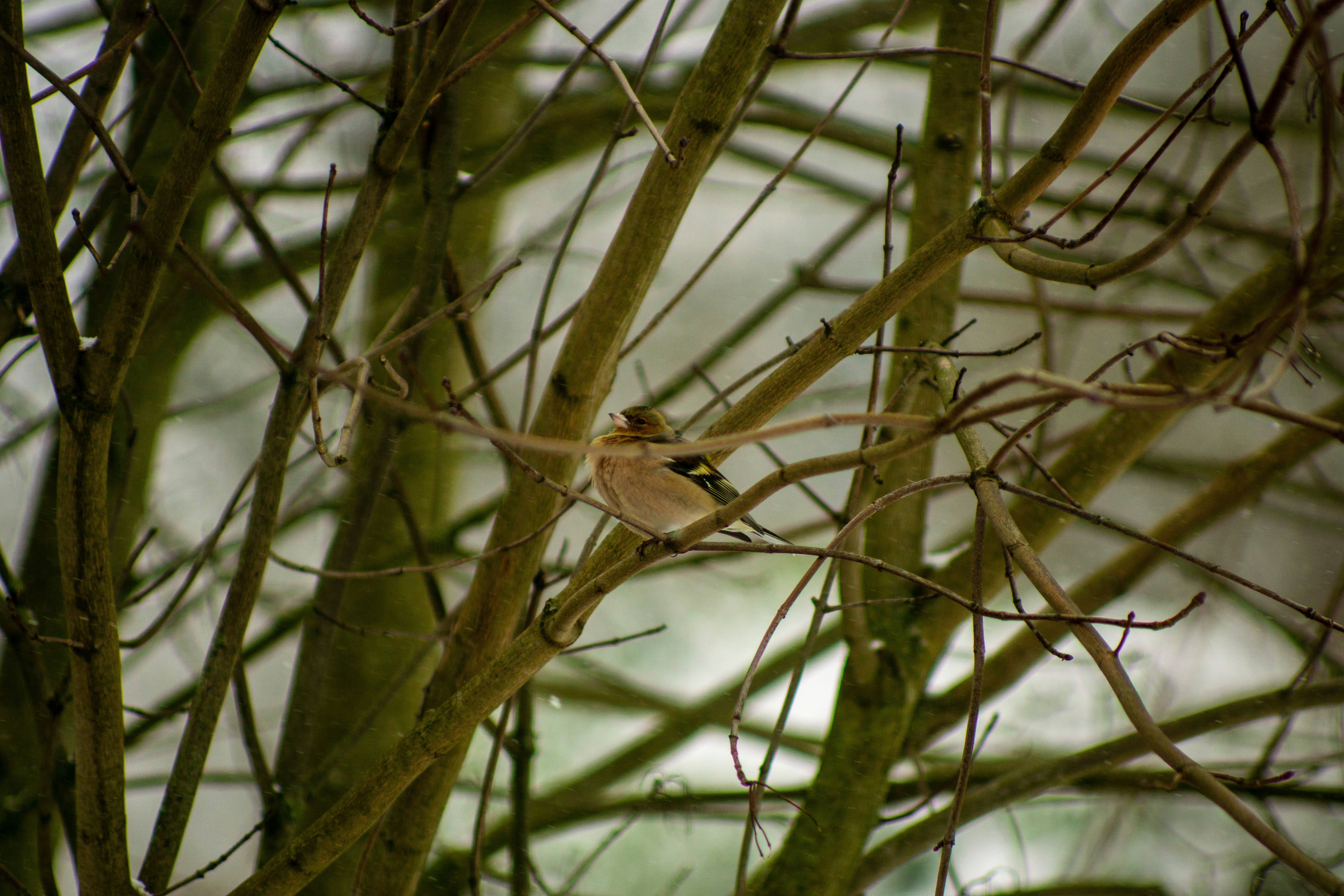 Photo by christian_linnemann